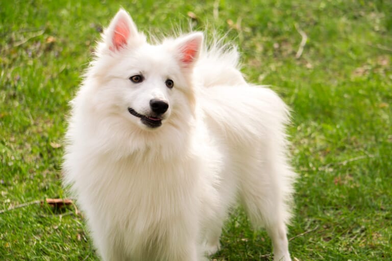 Male & Female American Eskimo Weights & Heights by Age