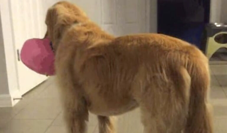 Family Adopted A Foster-Dog Even When Vet Cautioned That He’s Mentally Challenged