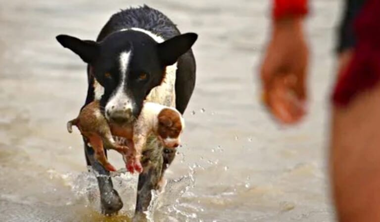 Dog Leaped Into River, Emerges With Puppy Swept Away By Current