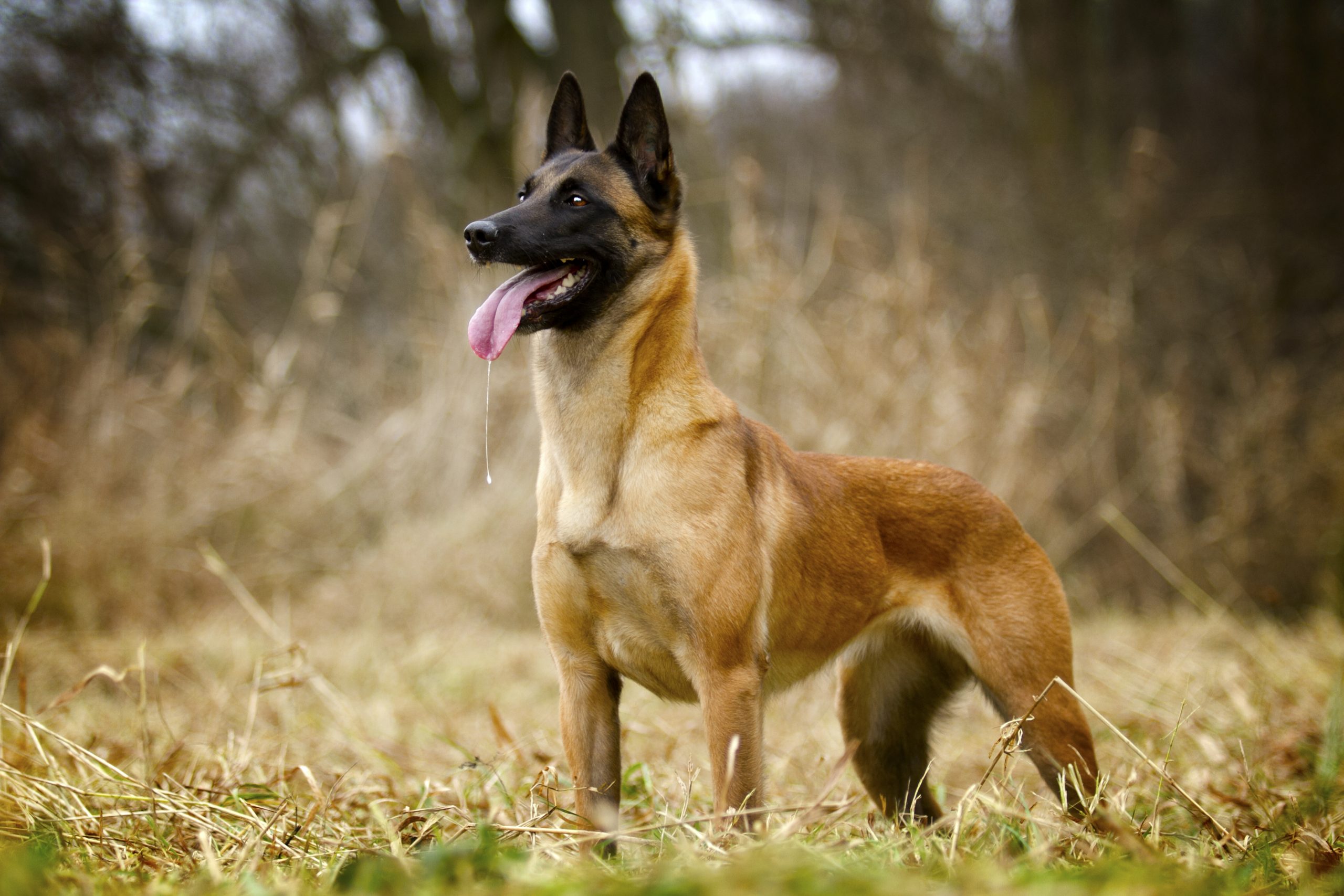 10 Dog Breeds Voted Most Likely to Succeed