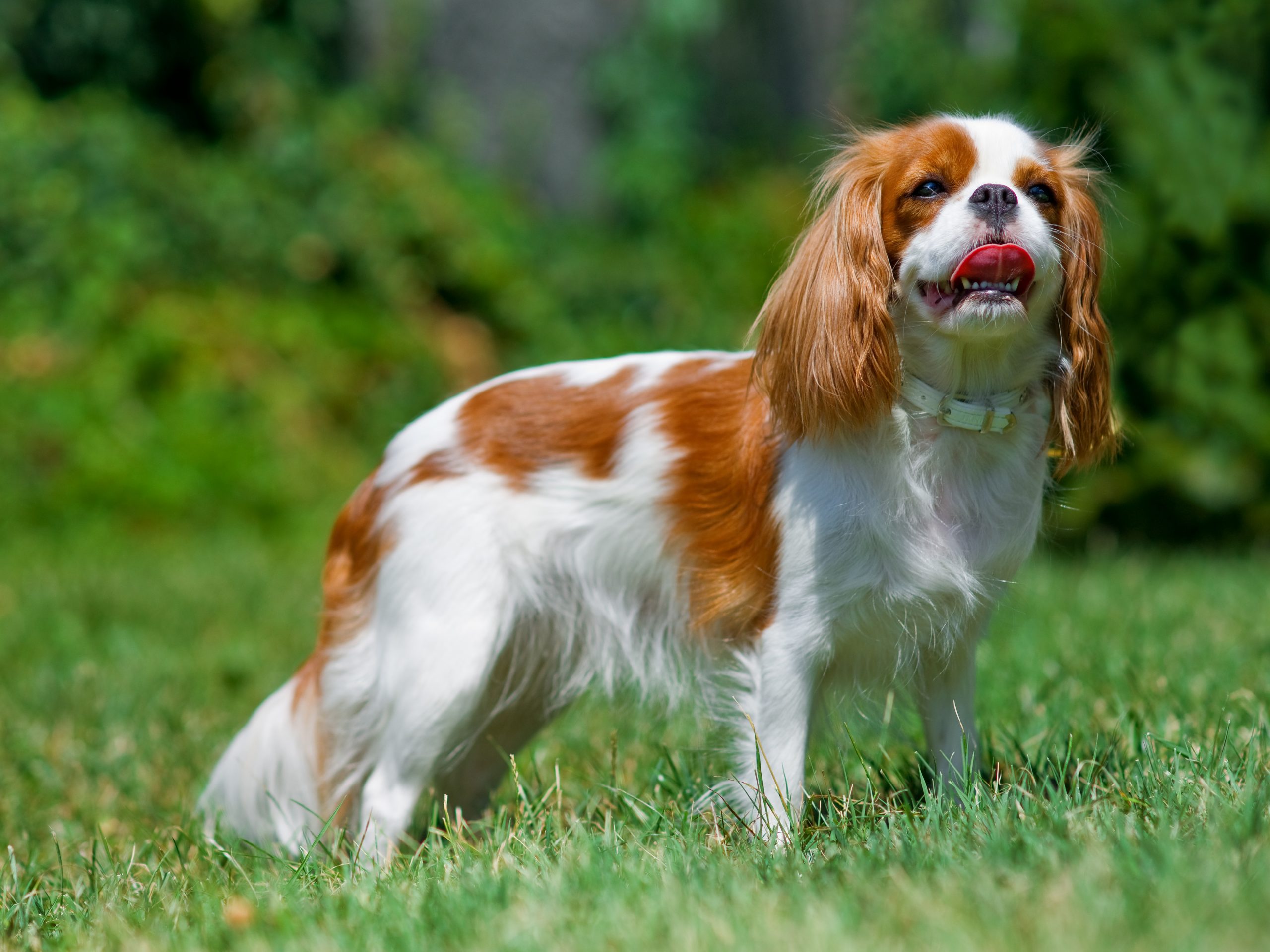 12 Best Dog Breeds for Busy People