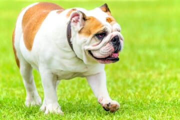 Top 10 Least Active Dogs, Ranked