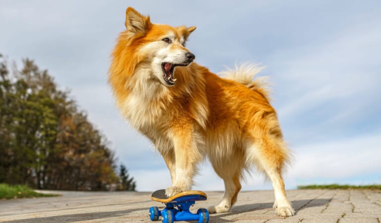 6 Lesser-Known Dog Breeds Perfect for Extroverts
