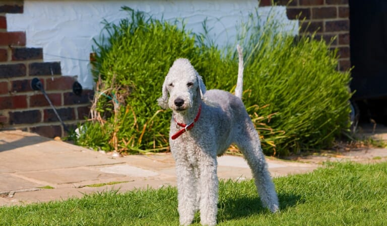 Male & Female Bedlington Terrier Weights & Heights by Age