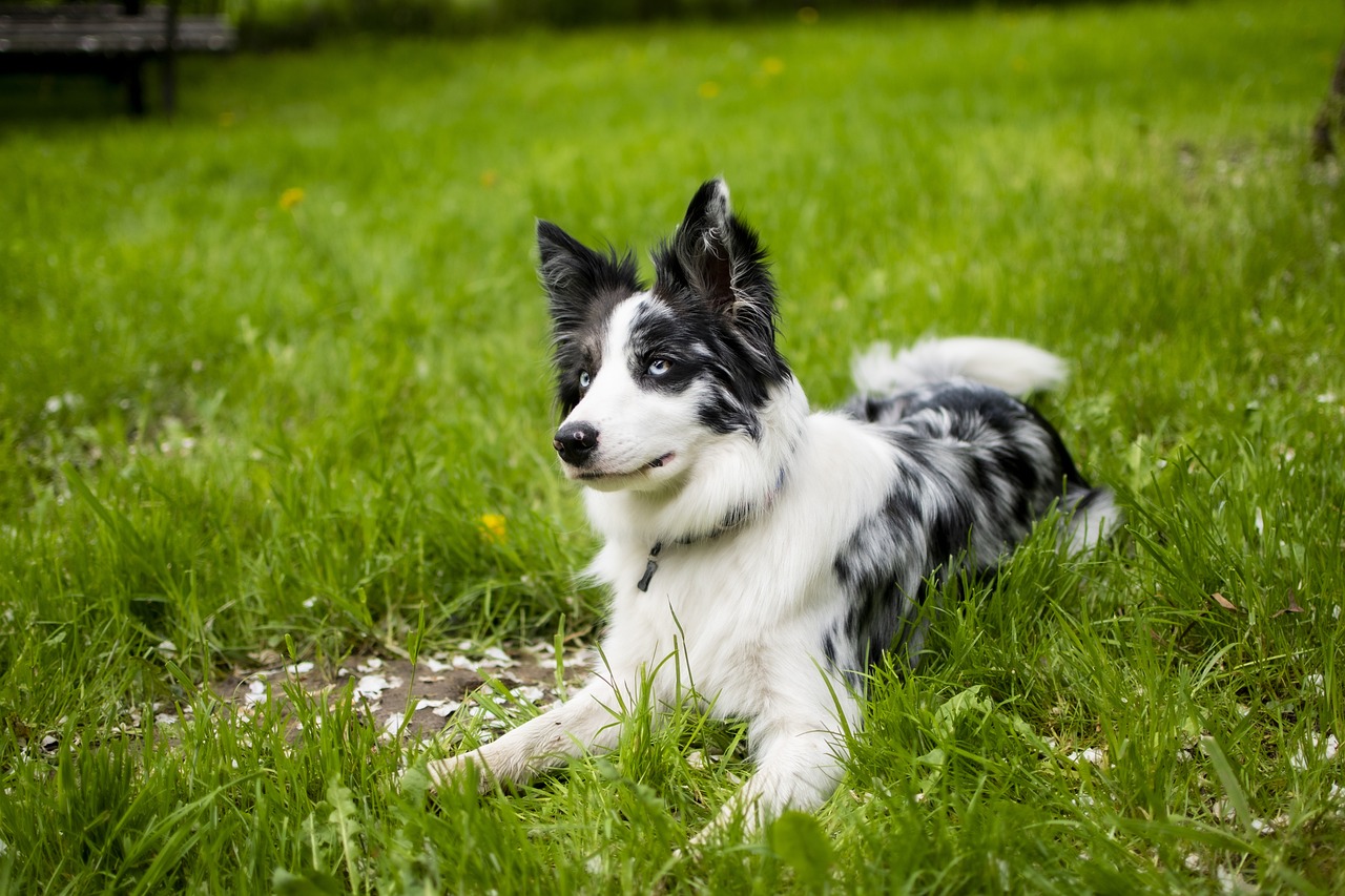 The 15 Most Devoted Dog Breeds On The Planet