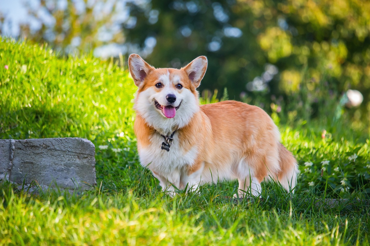 The 15 Most Loyal Dog Breeds On The Planet