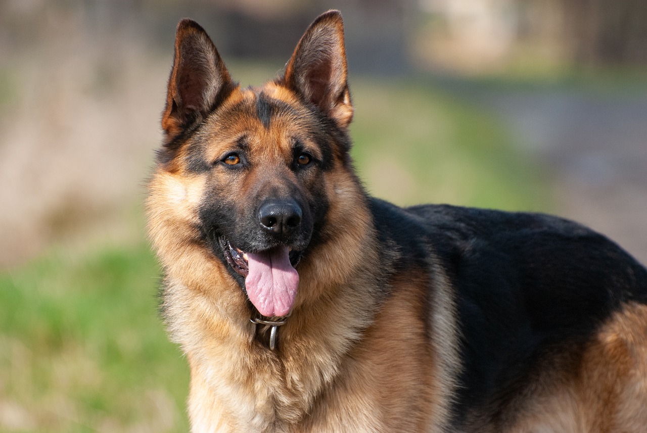 The 15 Most Protective Dog Breeds On The Planet