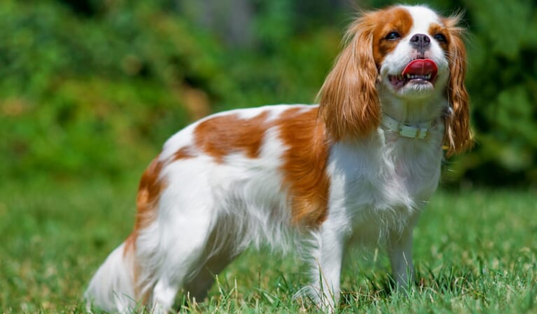 7 Dog Breeds That Barely Bark At All