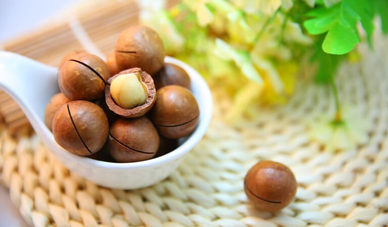 Can Dogs Eat Macadamia Nuts? Vet-Verified Facts & FAQ – Dogster