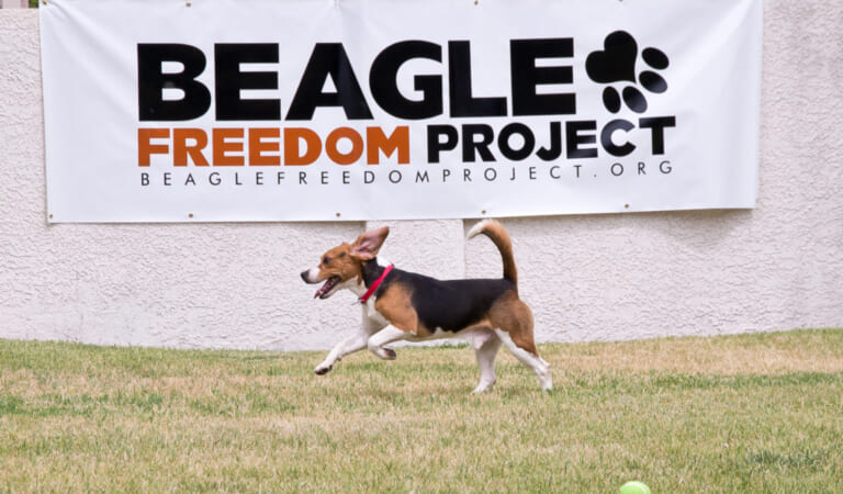 This Group Provides Hope For Dogs Used In Animal Testing