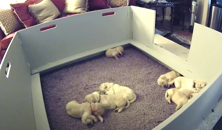 Puppy Wakes Up And Can’t Find Mama, But She Comes Over To Make It All Better
