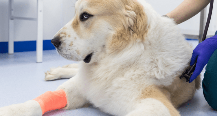 Dog Injuries