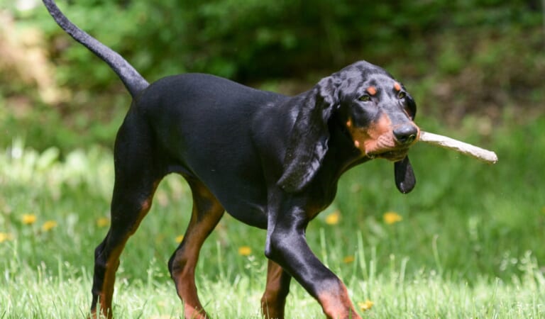 Male & Female Black and Tan Coonhound Weights & Heights by Age