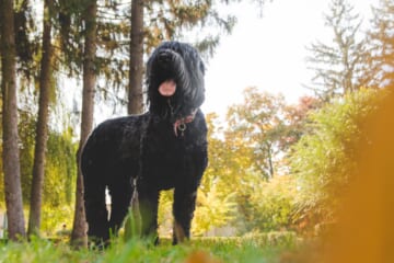 Male & Female Black Russian Terrier Weights & Heights by Age