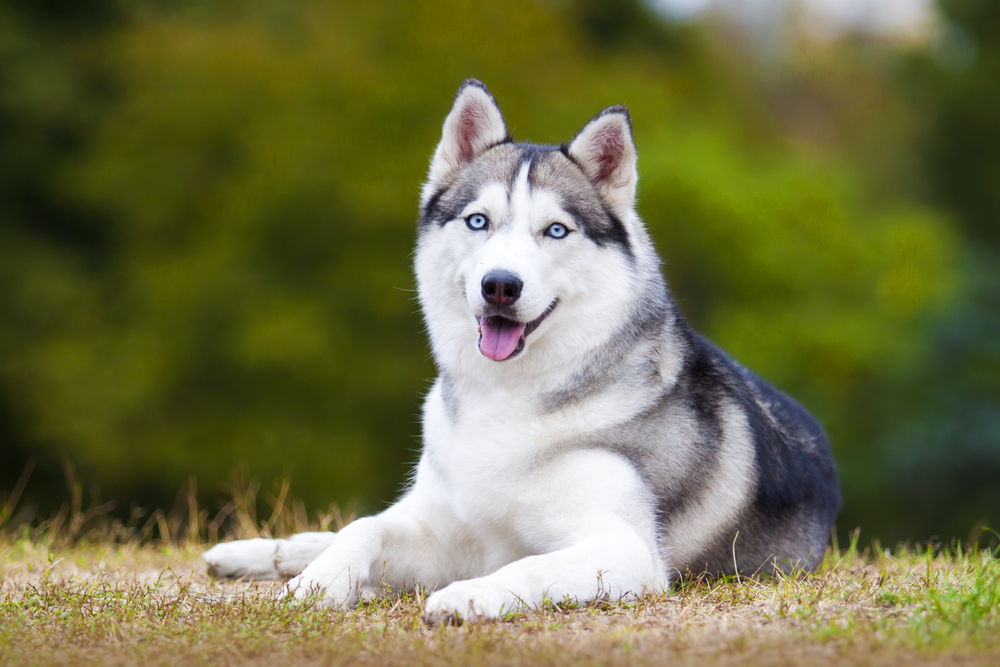 5 Dog Breeds Most Likely to Howl Along to Your Favorite Songs