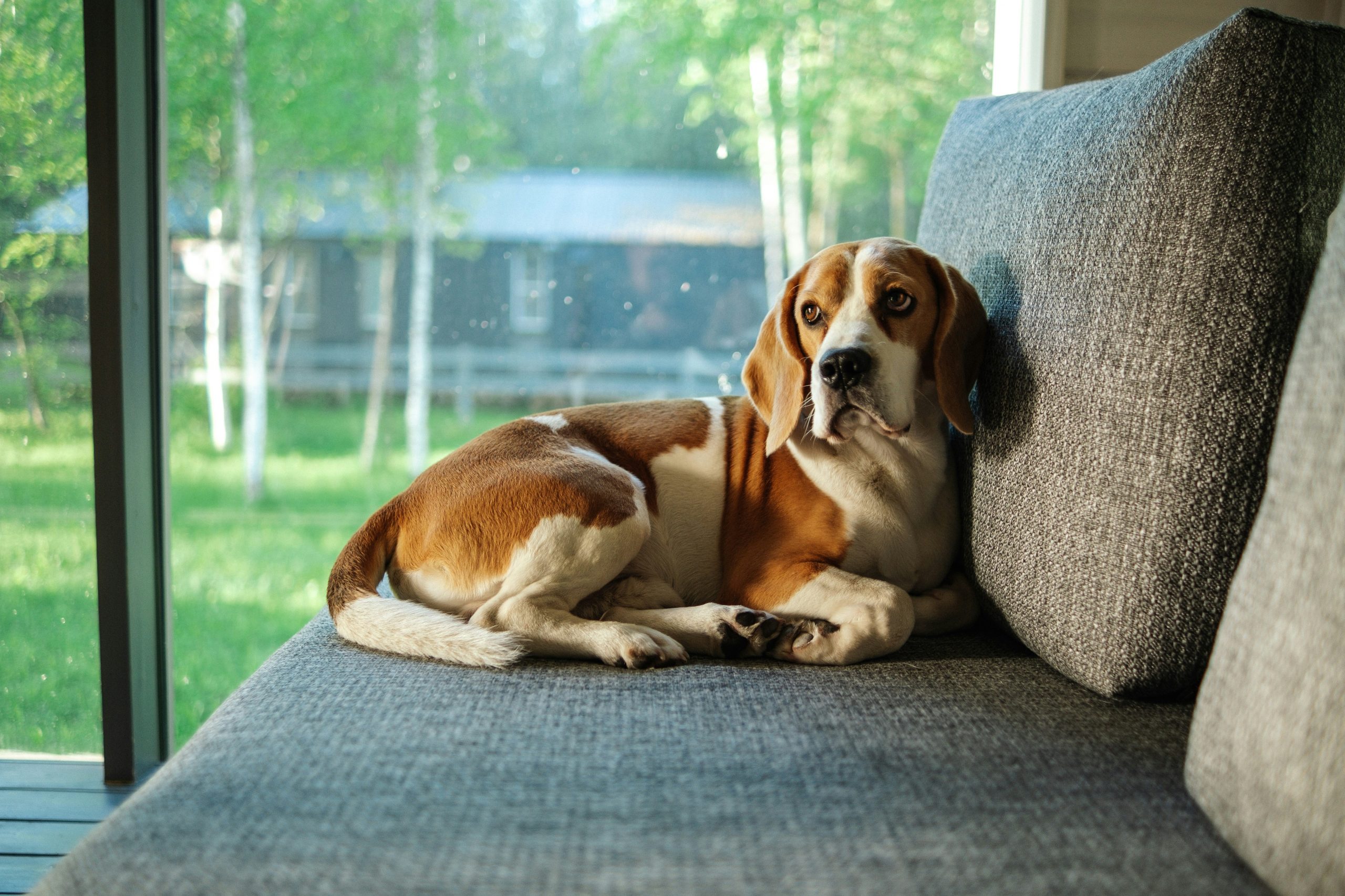 10 Dog Breeds Most Likely to Steal Your Spot on the Sofa