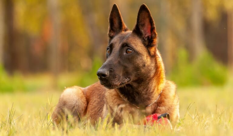 The 9 Strongest Dog Breeds To Protect Your Family