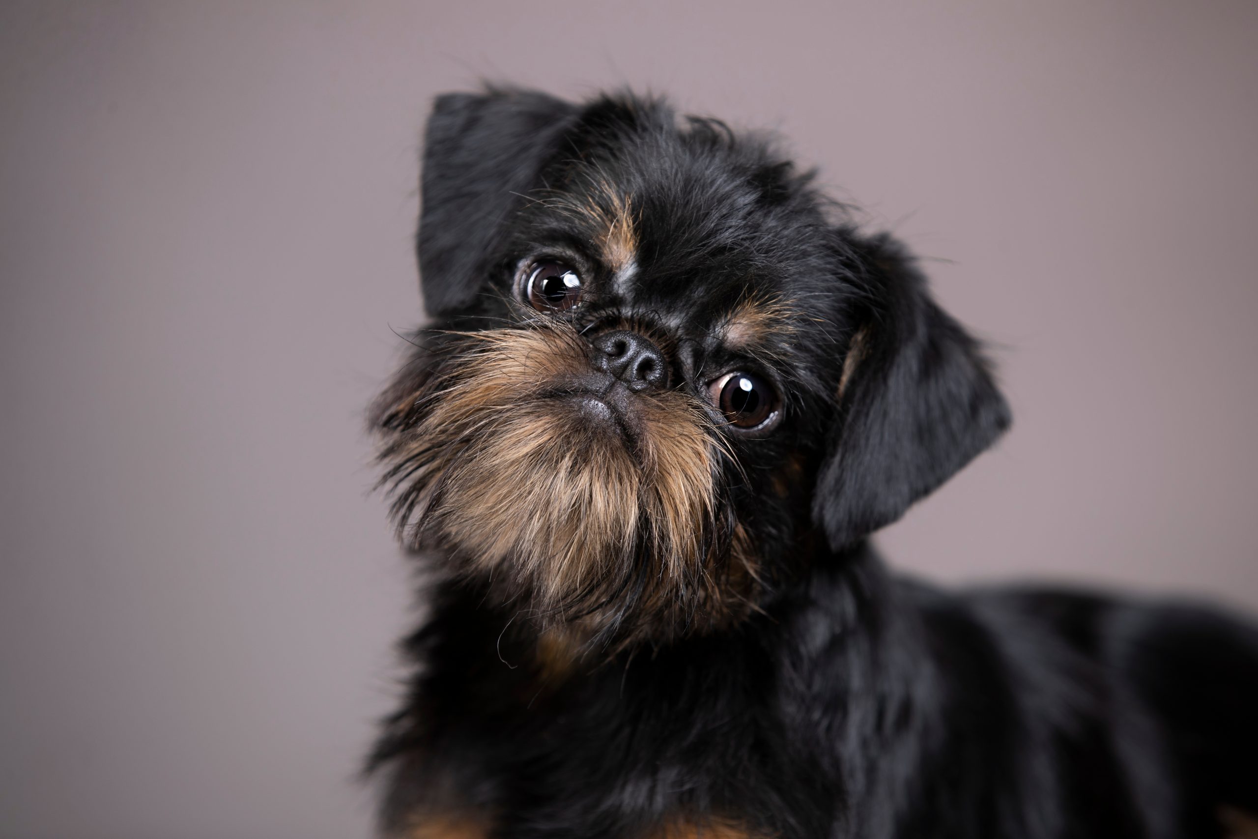 Male & Female Brussels Griffon Weights & Heights by Age