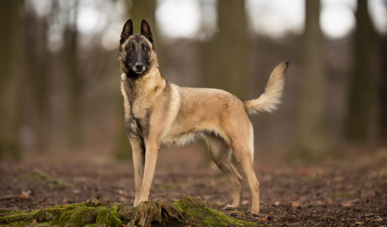 How Big Does a Belgian Malinois Get (With Growth & Weight Chart) – Dogster