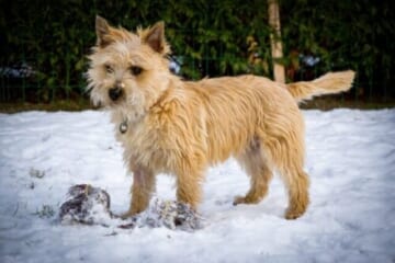 Male & Female Cairn Terrier Weights & Heights by Age