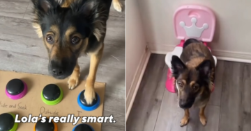 The 'Genius' Pup with a Side of Comedy