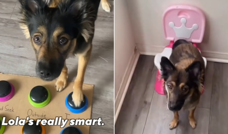 The ‘Genius’ Pup with a Side of Comedy