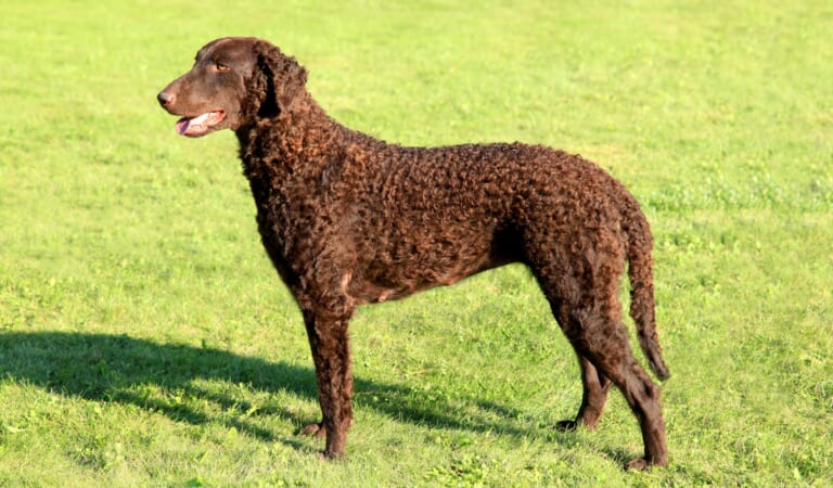 Male & Female Curly Coated Retriever Weights & Heights by Age