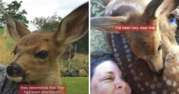 An 'Unlikely' Bond Between a Family And A Lone Fawn Is Gaining Media Attention