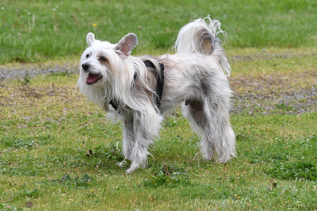 Male & Female Chinese Crested Dog Weights & Heights by Age