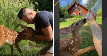 Man Shows 'Compassionate' Gesture For Starving Doe on His Doorstep