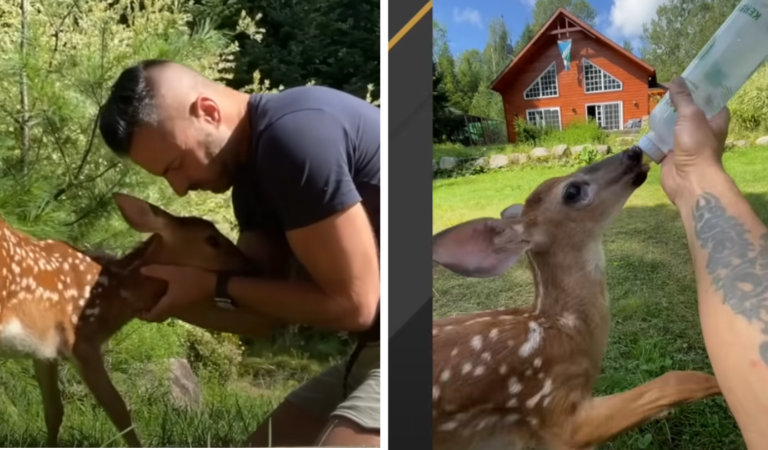 Man Shows ‘Compassionate’ Gesture For Starving Doe on His Doorstep