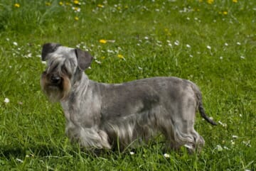 Male & Female Cesky Terrier Weights & Heights by Age