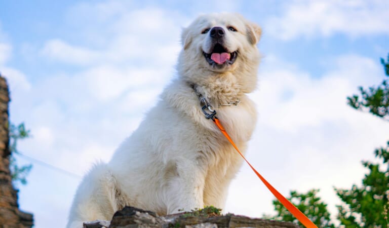 The 7 Most Unusual Habits of Great Pyrenees