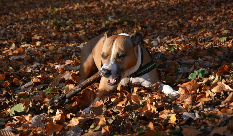 The 7 Most Unusual Habits of an American Staffordshire Terriers