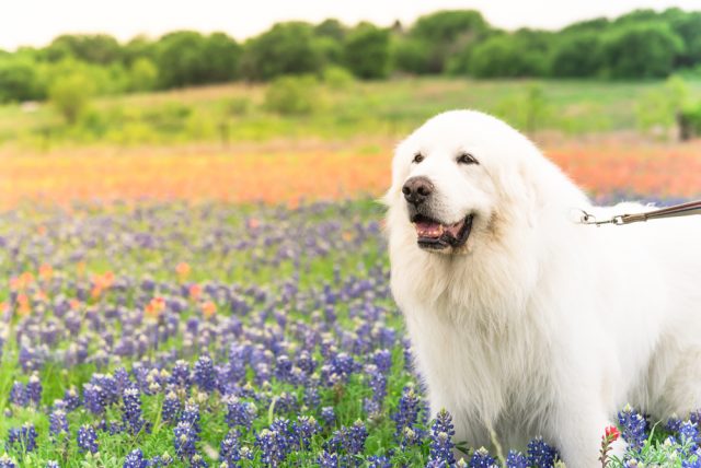 The 15 Most Independent Dog Breeds On The Planet