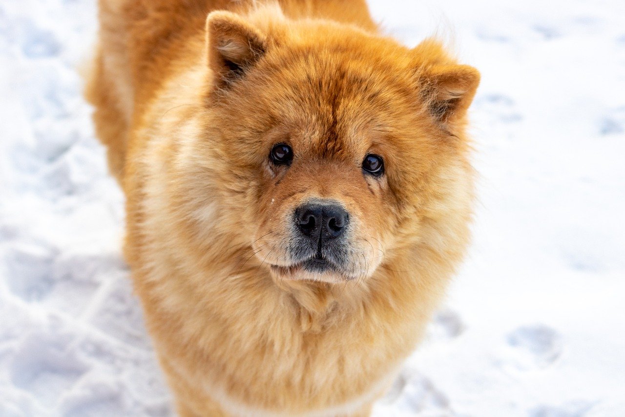 The 15 Most Stubborn Dog Breeds On The Planet