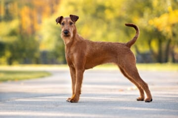 Male & Female Irish Terrier Weights & Heights by Age