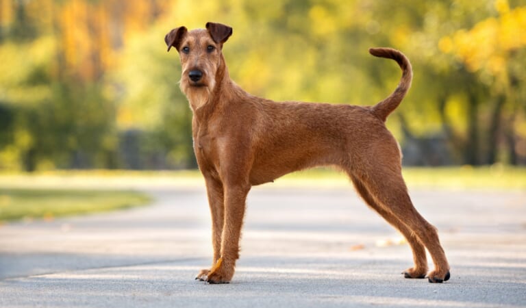Male & Female Irish Terrier Weights & Heights by Age