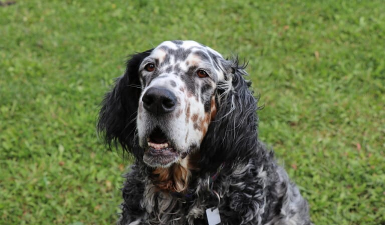 Male & Female English Setter Weights & Heights by Age