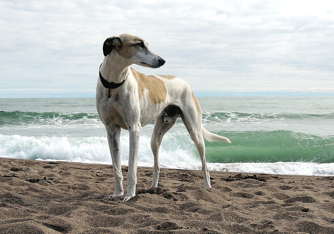 Male & Female Lurcher Weights & Heights by Age