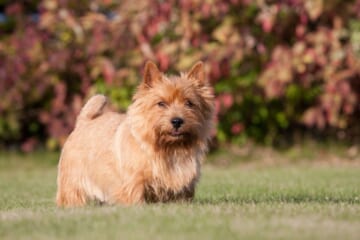 Male & Female Norwich Terrier Weights & Heights by Age
