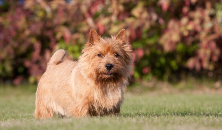 Male & Female Norwich Terrier Weights & Heights by Age