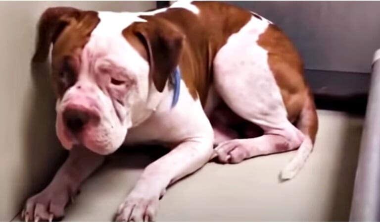 Shaking Pit Bull Wouldn’t Leave Shelter Corner ‘Heard A Voice’ And He Inched Forward