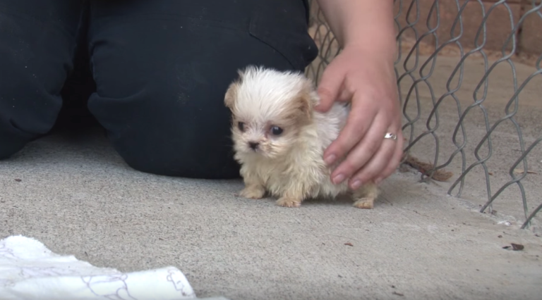 Tiny Pup Rescued From Puppy Mill Was Introduced To A 'New Friend' To Start His Brand New Life
