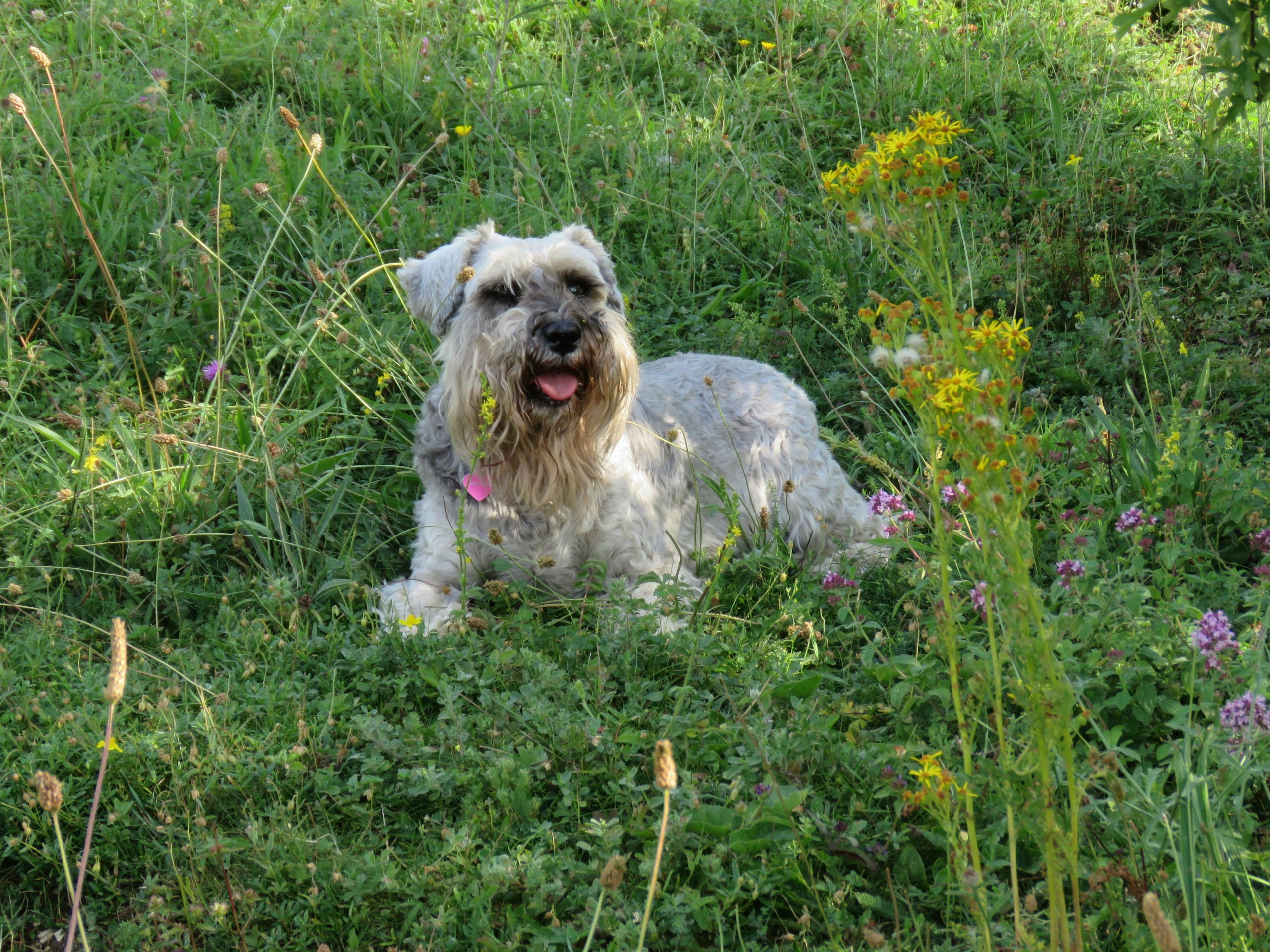 The 7 Most Unusual Habits of Schnauzers