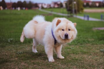 The 7 Most Unusual Habits of Chow Chows