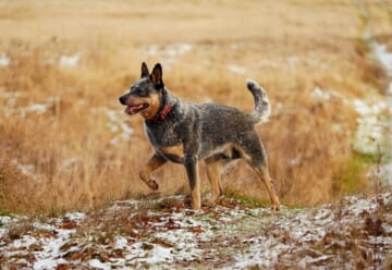 The 7 Most Unusual Habits of an Australian Cattle Dogs