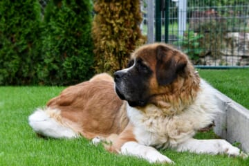 The 7 Most Unusual Habits of St. Bernards