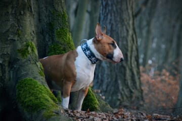 The 6 Most Unique Qualities of Bull Terriers