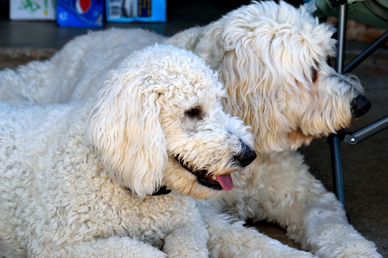 The 7 Most Unusual Habits of Goldendoodles